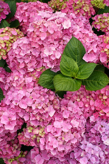 pink_hydrangea_blooms_with_foliage